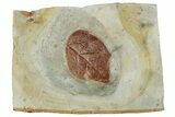 Fossil Leaf (Cissites rocklandensis) - Uncommon Species #262691-1